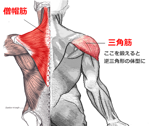 初心者でも肩の筋肉をつけて効率よく逆三角形になる筋トレのポイント